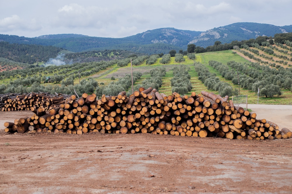 worst companies for deforestation